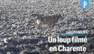 Un loup filmé en plein jour par une habitante de Gurat, en Charente