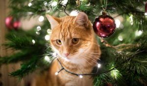 Comment éviter que son chat saute dans le sapin de Noël