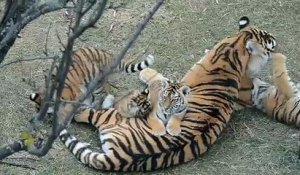Moment de tendresse entre cette maman tigre et ses 4 tigrons