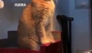 Un Chat Se Coince La Tete Dans Un Abat Jour Et Fait Hurler De Panique Trois Fillettes Sur Orange Videos