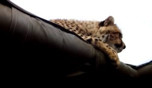 Un Guépard vient faire la sieste sur la voiture de ces touristes