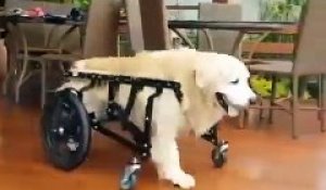 Ce chien en fauteuil roulant n'a qu'une envie : sauter dans la piscine