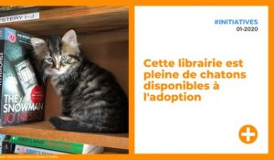 cette-librairie-est-pleine-de-chatons-disponibles-a-ladoption