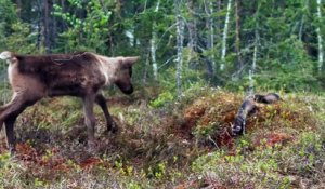 Aïlo : une odyssée en Laponie (2019) - Bande annonce