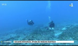 Les requins-marteaux de Rangiroa intéressent les scientifiques