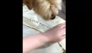 Ce chien déteste les sacs Louis Vuitton