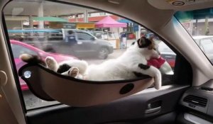 Ce chat est tellement zen dans son hamac de voiture