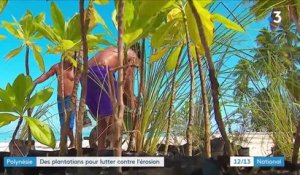 Environnement : des plantations contre l'érosion en Polynésie