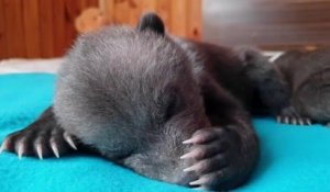 Cet ourson retrouvé abandonné en Russie a été recueilli dans un centre spécialisé en compagnie d'autres orphelins
