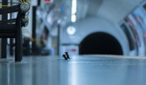 Ce cliché de deux souris qui se battent dans le métro de Londres remporte le prix du public de la meilleure photo animalière