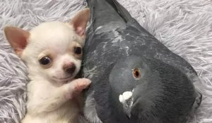 Un pigeon et un chihuahua handicapés forment le duo le plus mignon du monde