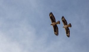 Braconnage : deux aigles de Bonelli, une espèce protégée, retrouvés morts criblés de plomb en Occitanie