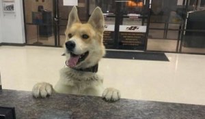 Au Texas, un chien s'est rendu seul dans un commissariat pour signaler sa propre disparition
