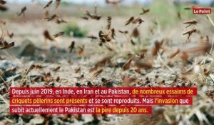 Pakistan : pour venir à bout des criquets, la Chine envoie son armée de canards