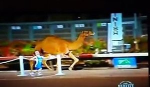 Course de nains contre un chameau... à la TV !