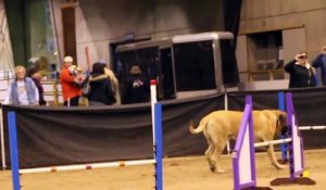 Lors d’un concours d’agilité canine, un chien de race mastiff réalise le parcours à son rythme.