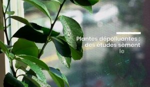 Les plantes peuvent-elles dépolluer l’air intérieur ?