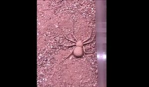 La technique de camouflage de cette araignée est incroyable