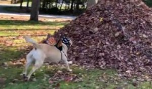 Sauts d'un chien dans des tas de feuilles : il adore !