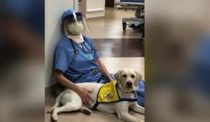 Ce chien de thérapie réconforte les médecins des urgences en première ligne dans la lutte contre le coronavirus
