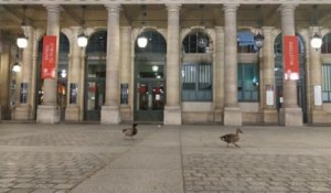 Des canards profitent du confinement pour se balader dans les rues de Paris