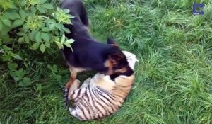 Amitié incroyable entre un chien et un tigre