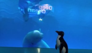 La visite de ce pinguoin aux baleines d'un aquarium de Chicago désert