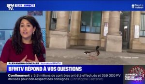 Pourquoi y a-t-il des canards dans les rues de Paris ? BFMTV répond à vos questions