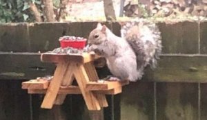 Un homme a construit une mini table de pique-nique en bois pour nourrir les écureuils de sa cour