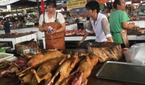 Chine : la ville de Shenzhen interdit à ses habitants de consommer de la viande de chat et de chien