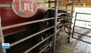 Coronavirus - Face au manque de demande, certains éleveurs sont obligés de jeter la production de lait de leurs vaches - VIDEO