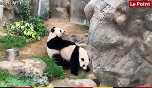 Hong Kong : le zoo fermé, un couple de pandas parvient enfin à se reproduire
