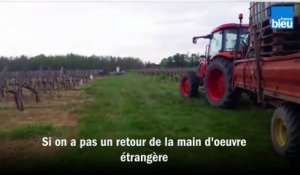 Confinement en Gironde : en manque de salariés, un viticulteur recrute un maçon et un plombier