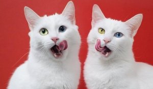 Ces deux chats jumeaux aux yeux vairons sont magnifiques