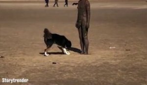 Ce chien veut jouer... avec un homme-statue
