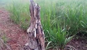 C'est un animal ou un tronc d'arbre ??? Urutau au camouflage parfait