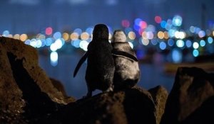 Ce photographe australien immortalise deux pingouins veufs qui scrutent l'horizon ensemble