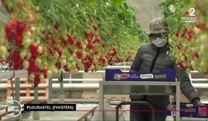 Finistère : une saison sauvée pour les fraises de Plougastel