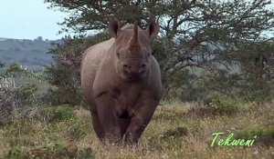 Regardez comment il fait fuir un rhinocéros qui le charge
