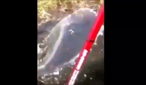 Ce pecheur a la peur de sa vie quand un anaconda surgit de l'eau