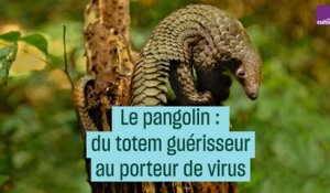 Le pangolin : du totem guérisseur au porteur de virus