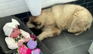 Ce énorme chien fait tout pour éviter de prendre son bain !