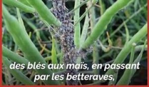 Alerte aux pucerons! Petites bêtes et impasses techniques agricoles