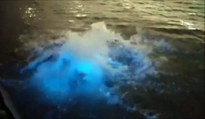 Il saute à la mer et l'eau se met à changer de couleur : plongeon bioluminescent