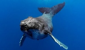 « Je ne chasserai plus jamais les baleines, je m'arrête pour de bon » : la chasse à la baleine en Islande annulée en 2020