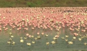 Des milliers de flamants roses prennent d'assaut un lac de Bombay en Inde