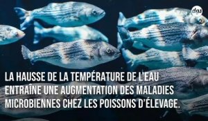 Les poissons d'élevage plus exposés que jamais aux maladies en raison du réchauffement climatique