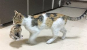 En Turquie, une chatte a amené son chaton malade dans un hôpital pour avoir de l'aide