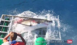 Un grand requin blanc saute dans une cage de plongeur