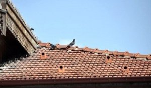 En Turquie, des « tuiles-nids » ont été installées sur les toits pour loger et protéger les oiseaux